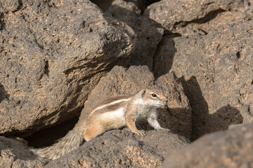Cute little African ground squirrel on a background of stones in Fuerteventura, Spain