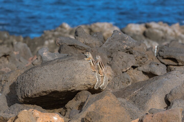 Cute little African ground squirrel on a background of stones in Fuerteventura, Spain