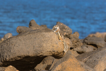 Cute little African ground squirrel on a background of stones in Fuerteventura, Spain