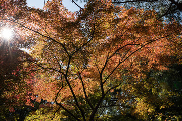 紅葉と光芒