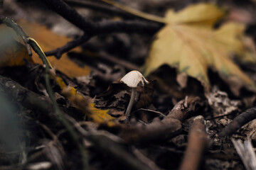 Growing Psilocybe mushroom in a foliage in forest in a fall 