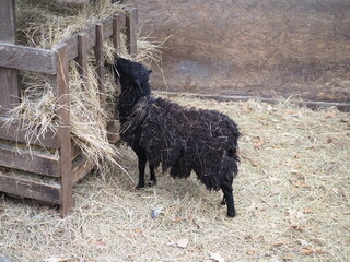 black sheep with dirty wool in straw eats hay