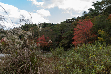 ススキと紅葉