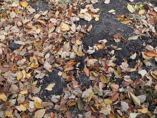 Taken outdoors on a rainy day, this shot looks directly down at fallen autumn leaves.
