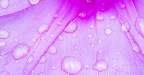 water drops on pink background