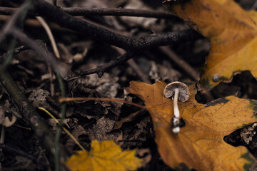 Beautiful autumn photo of forest foliage, cute little mushroom on maple leaf