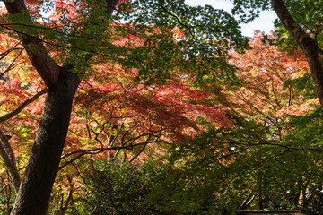 錦の紅葉