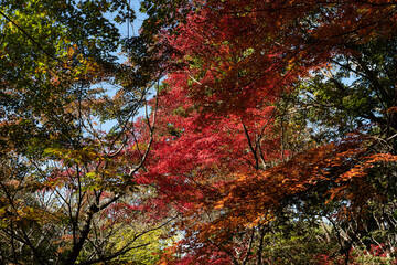 紅葉