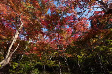 紅葉