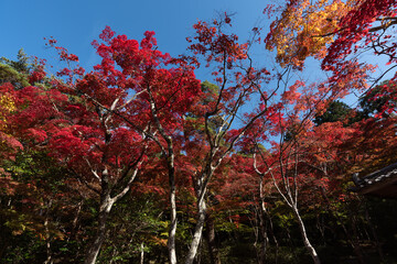 紅葉と青空