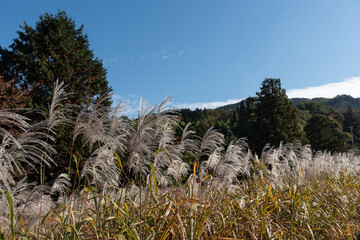 山とススキ