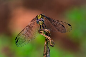 Dragonfly in Central Malawi Africa