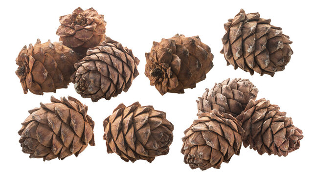 Ripe Pine cones (Pinus sibirica), a source of pignoli nuts,  isolated