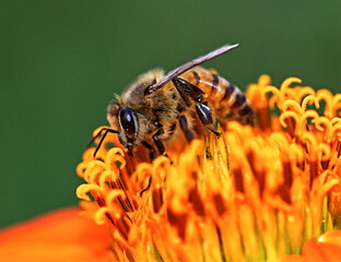Bee Nectar Collecting in Central Malawi Africa