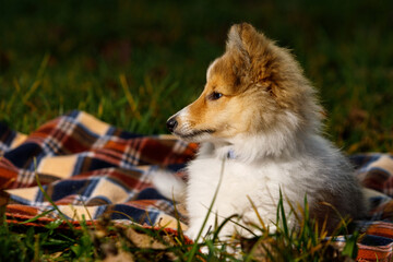 Dog on a blanket. Shetland sheepdog puppy.