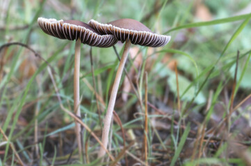 Two brown beige mushrooms.