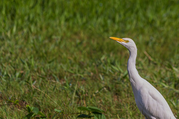 The western cattle egret (white egyptian heron, Bubulcus ibis) is a species of heron (family Ardeidae) found in the tropics, subtropics and warm temperate zones. It is a white bird with buff plumes.