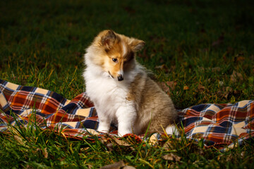 Dog on a blanket. Shetland sheepdog puppy.