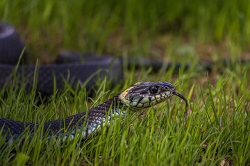 The grass snake (Natrix natrix), sometimes called the ringed snake or water snake, is a Eurasian non-venomous snake. It is often found near water and feeds almost exclusively on amphibians.