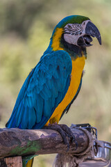 Portrait of a blue-and-yellow macaw (Ara ararauna) sitting on a branch and looking at the side. This parrots inhabits forest, woodland and savannah of tropical South America.