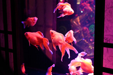 障子のある和風の水槽の中で泳ぐ日本の可愛い金魚達とライトアップ Animal Wall Mural Anim Satou Y1