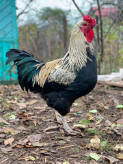 Rooster, Cock and Farm