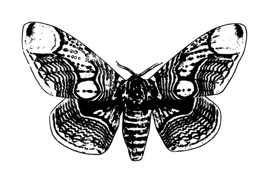 butterfly illustration, black on white background
