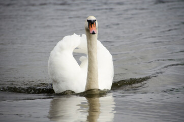 Naklejka premium swan on the water