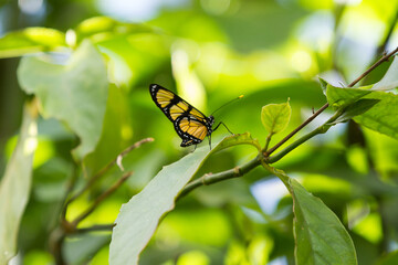beautiful butterfly on a leaf