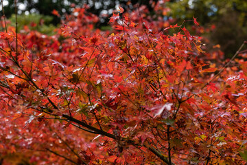 燃える紅葉