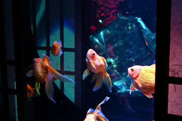 障子のある和風の水槽の中で泳ぐ日本の可愛い金魚達とライトアップ