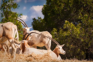 oryx dammah