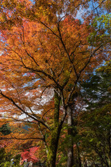 紅葉
