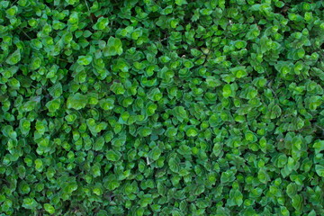 Green Leaves background