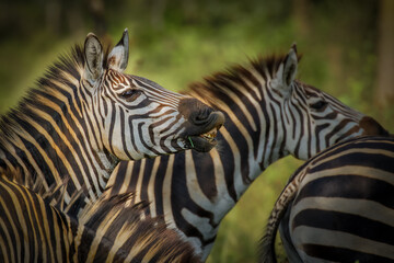 Fototapeta na wymiar Herd of plains zebra, equus quagga, equus burchellii, common zebra, Lake Mburo National Park, Uganda. 