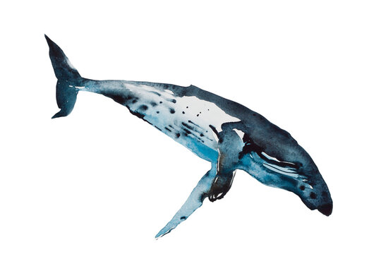 Watercolor blue humpback whale dive. Original hand painted illustration isolated on white background