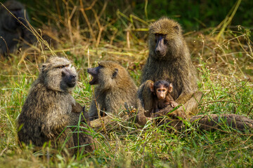 Chacma baboon (Papio ursinus) mother and a young cute baboon baby, Lake Mburo National Park, Uganda.