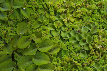 Green Leaves Texture Background.