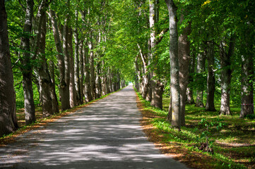 Fototapeta na wymiar Beautiful roads and trails in nature.