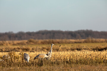 The flock of sandhill cranes on field