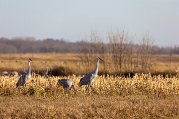 Obraz na płótnie Canvas The flock of sandhill cranes on field