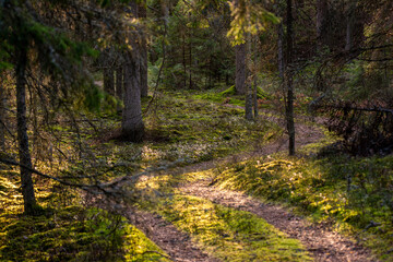 Beautiful roads and trails in nature.