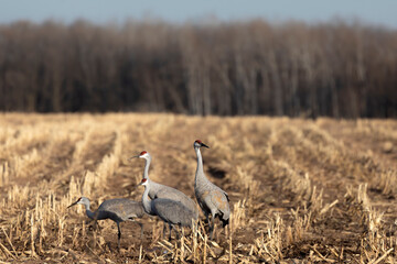 The flock of sandhill cranes on field