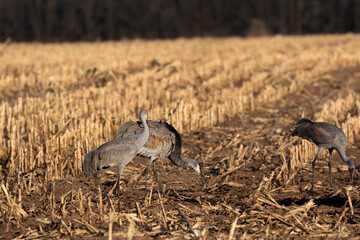 The flock of sandhill cranes on field
