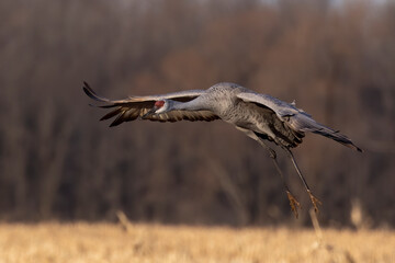 The sandhill cranes in flight