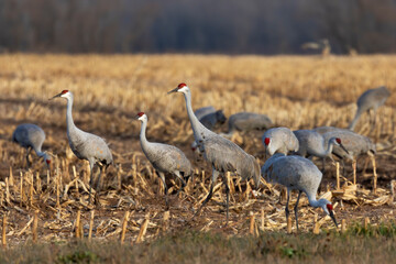 The flock of sandhill cranes on field