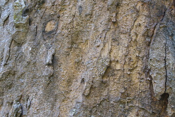 The surface of the tree. Tree bark. Background and texture.