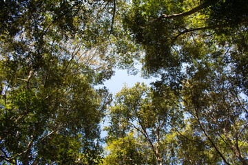 Obraz premium tree in the forest