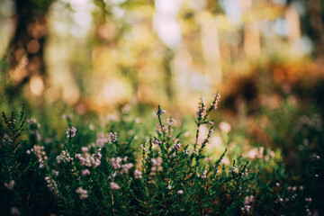 autumn leaves in the grass