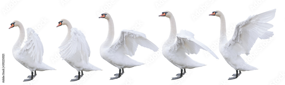 Wall mural five beautiful white swans with different positions